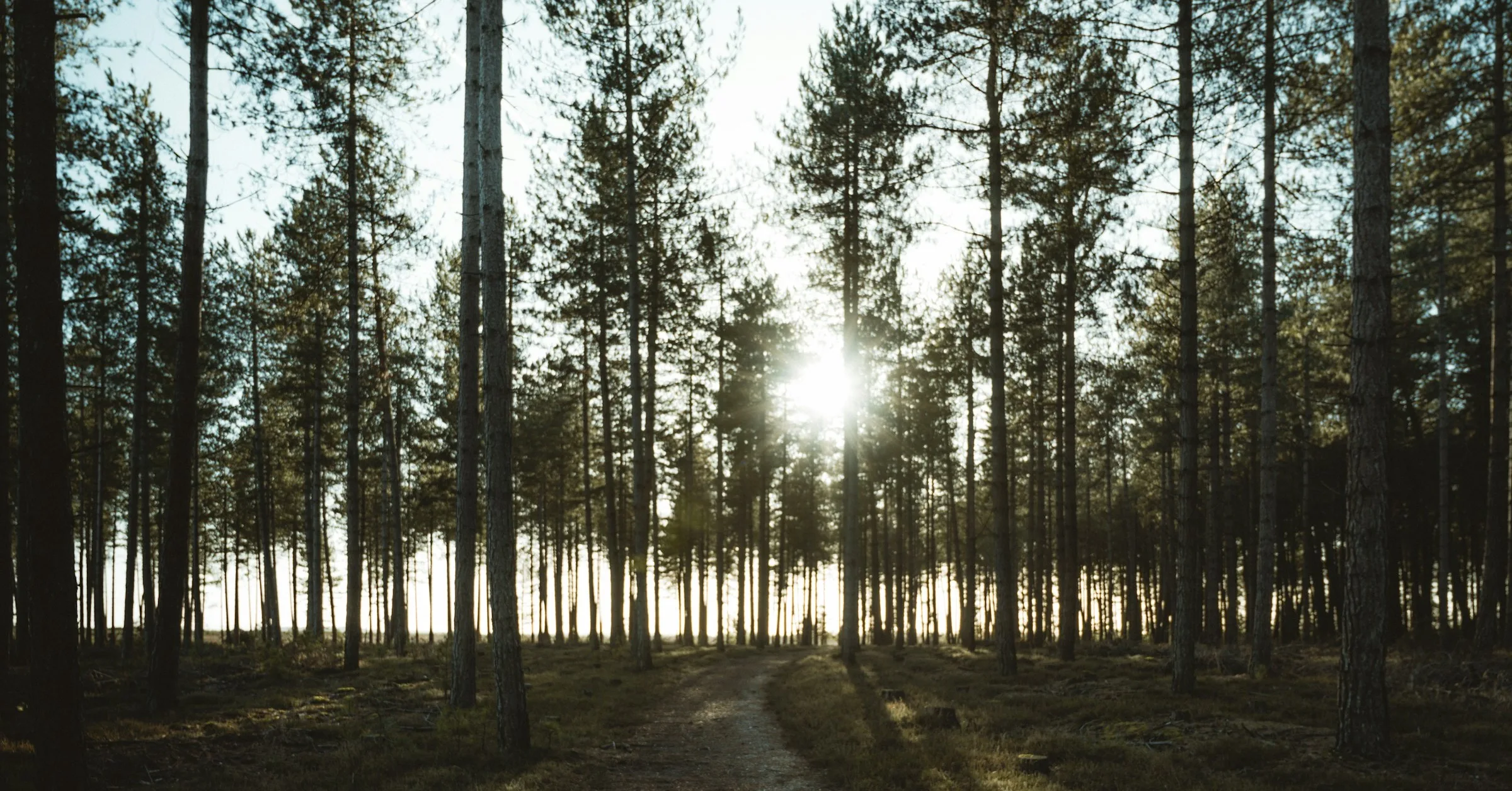 Un camino de grava entre pinos altos hacia un sol bajo que se cuela entre los troncos, con el suelo del bosque iluminado en dorado.