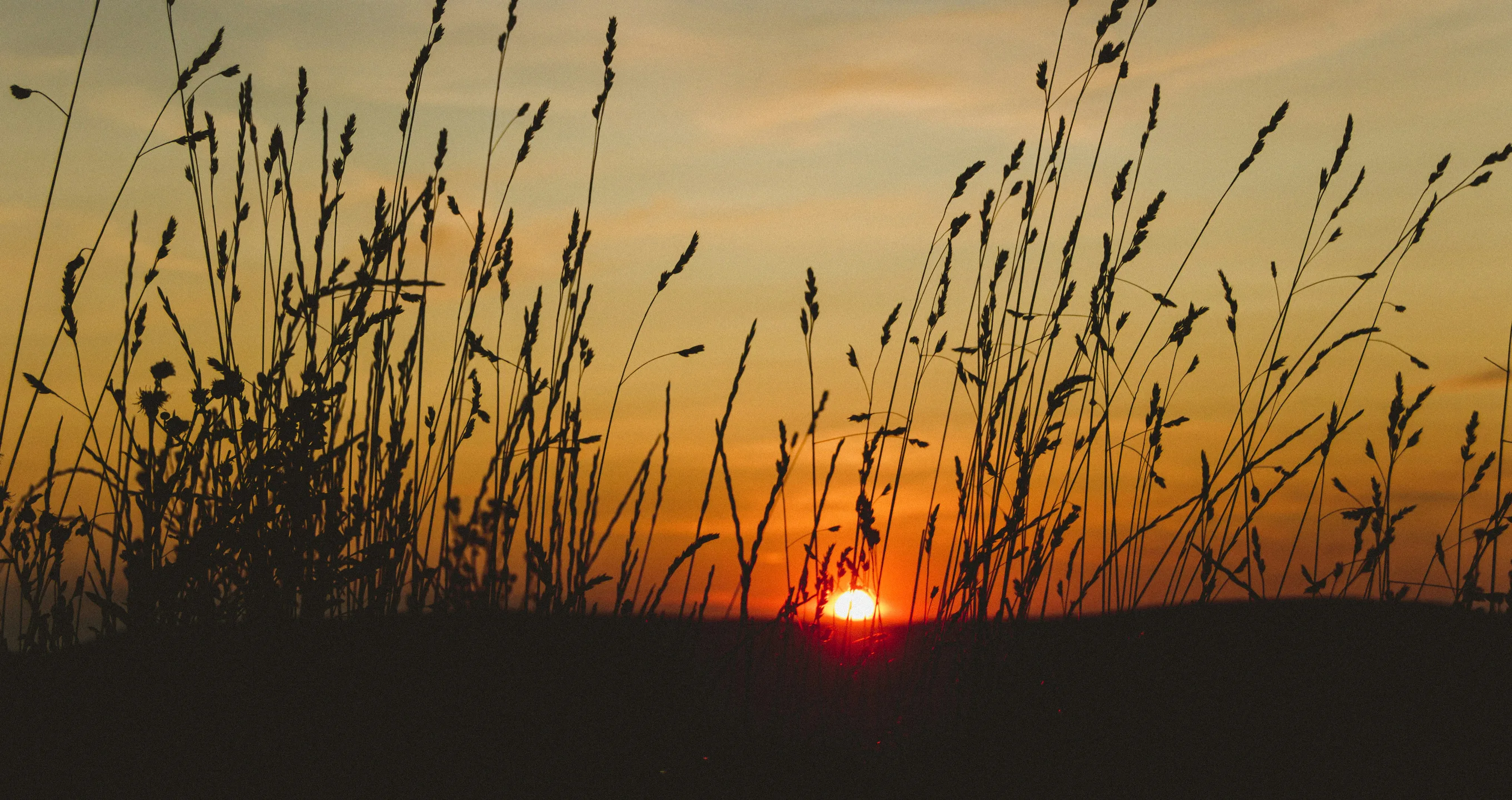 Tall grasses in silhouette against a glowing orange sunset on the horizon