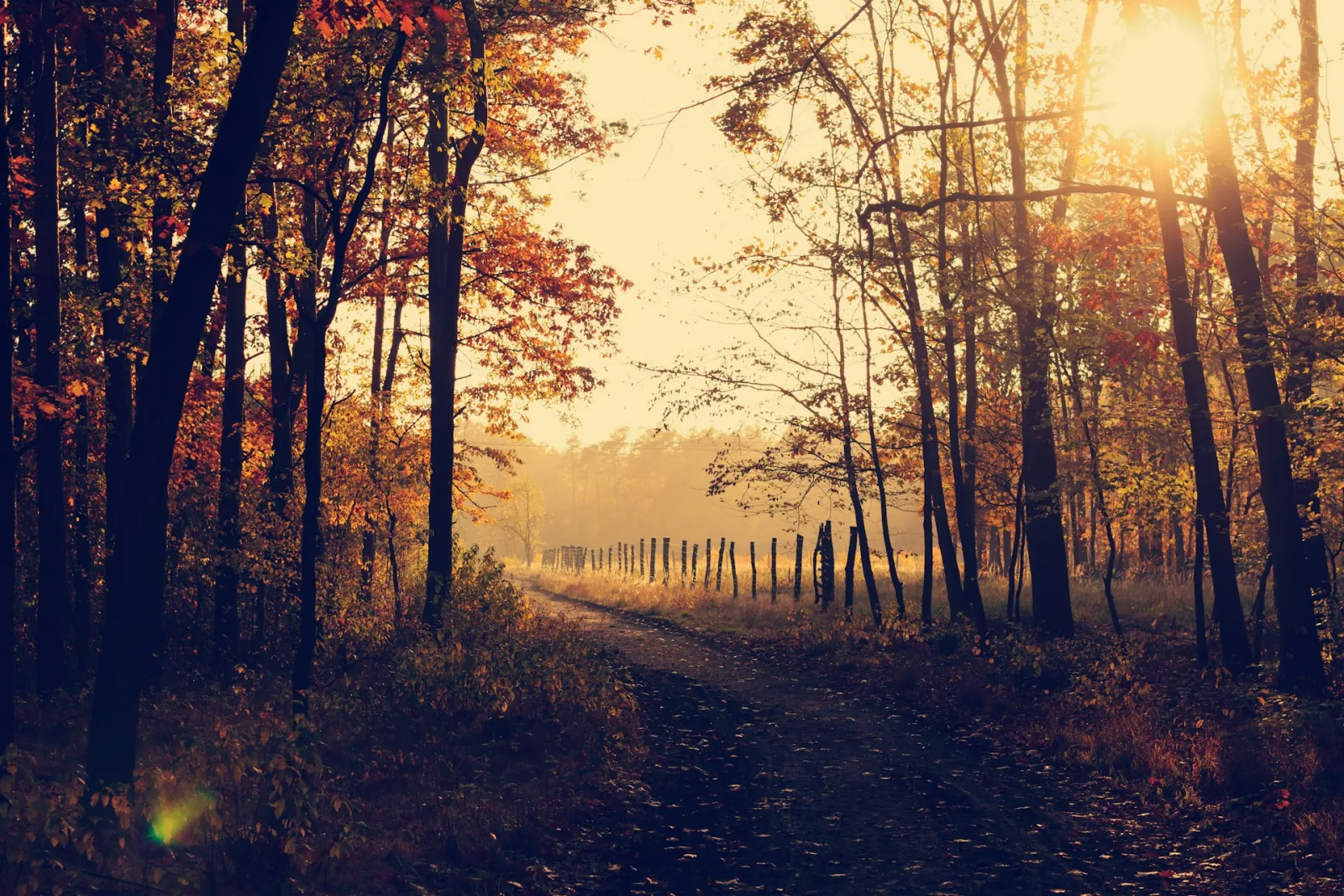 A narrow forest pathway lined with tall, evenly spaced trees stretching into the distance during golden hour, warm light filtering between the trunks — an invitation to slow down and walk through it.